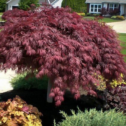 crimson queen japanese maple 21