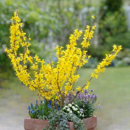 Forsythia Dwarf Mini Gold 0006143 92793 Photoroom