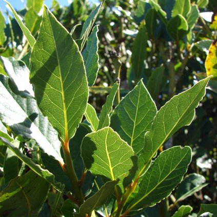 Starr 071024 0195 Laurus nobilis leaves Enchanting Floral Gardens of Kula Maui (24867859296)