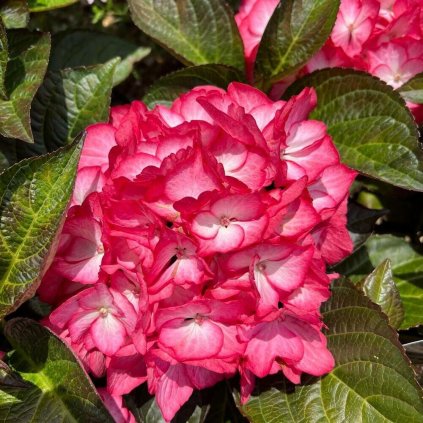 hydrangea mac beauty of boskoop 1023x1022 649d5b1497c16 l