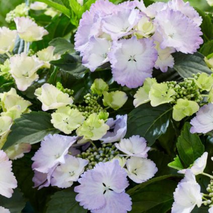 hydrangea angel wings blue