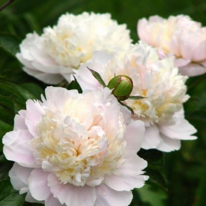 peony shirley temple 1 750x750 1