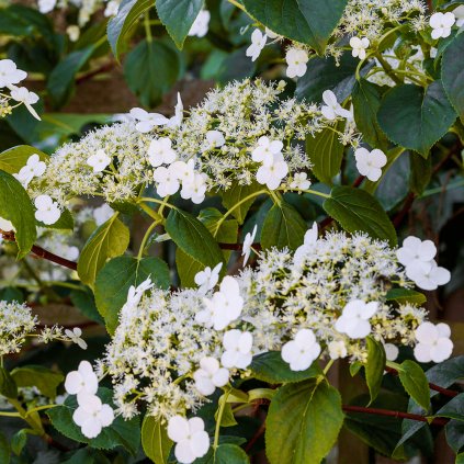 hydrangea petiolaris climbing shrub 9cm p813 35569 image