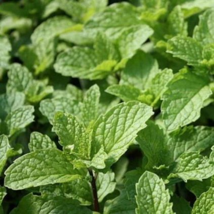 mentha japanische mojito minze 1