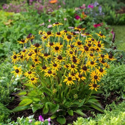 rudbeckia fulgida little goldstar 510782