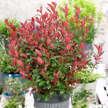 Photinia Carre Rouge