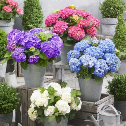 hydrangea little xs collection 750x750 (1) (1)