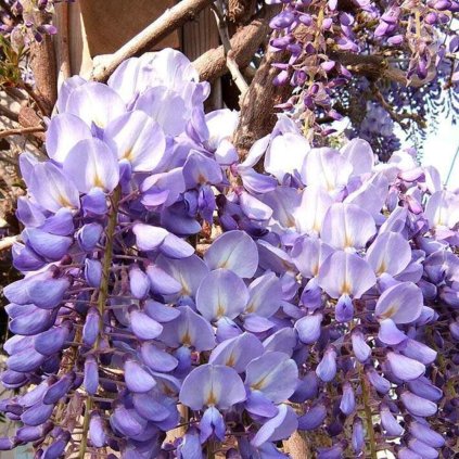 Wisteria sinensis Prolific sub