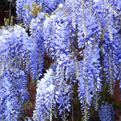 wisteria mix 9cm pack of 3 p7672 54646 image