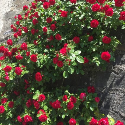 red climbing roses