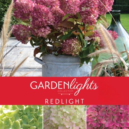 Hydrangea pan. Gardenlights Redlight front scaled Photoroom