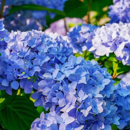 hydrangea 3487664 1280