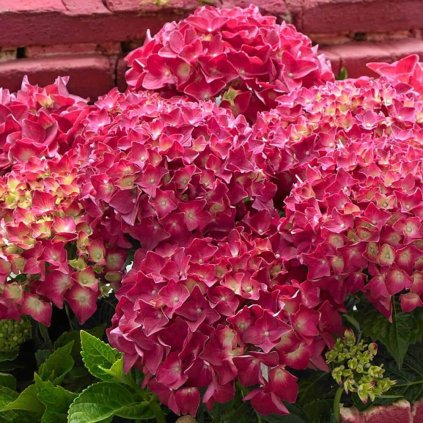 Hydrangea Music Red Reggae 0009523 2 42533 Photoroom (1)