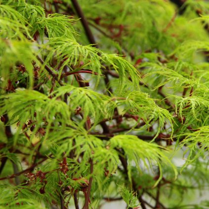 Acer palmatum Emerald Lace 4 (1)