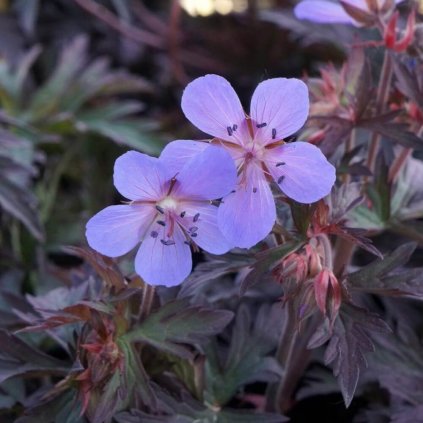 22119A Geranium Dark Reiter A PO 1 1024x1024 Photoroom (1)