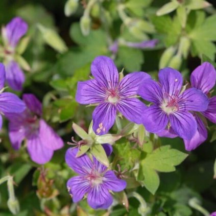 mr geranium wlassovianum 0009 (1)