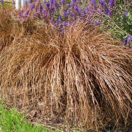 carex bronze form