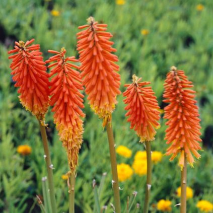 kniphofia uvaria alcazar~7 (1)