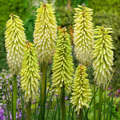 Kniphofia Collection x4 1016396 2 20860 (1) (1)