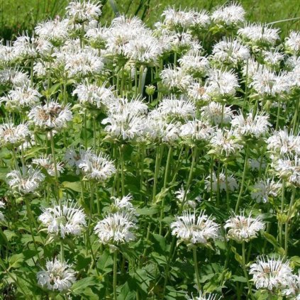 MONARDA (ZAVINUTKA) - SCHNEEWITTCHEN