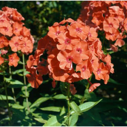 phlox paniculata orange perfection (1)