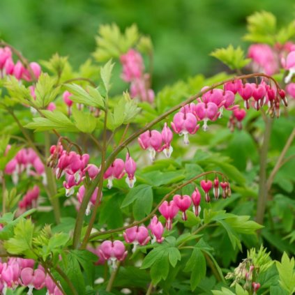 dicentra spectabilis 10785 Photoroom