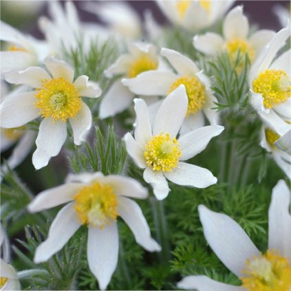 pulsatilla vulgaris alba 1 Photoroom