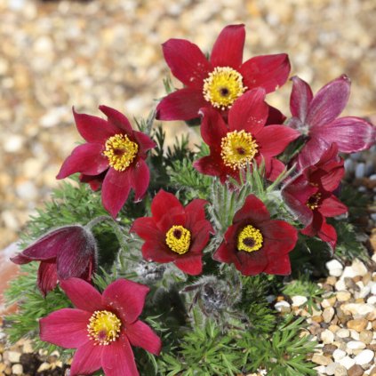 Pulsatilla rubra 8975 scaled e1642775365124 (2)