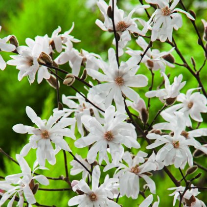 Magnolia Stellata