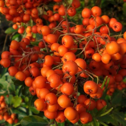 pyracantha orange glow 2l pot 60 80cm quantity and price price per plant for 50 249 3046 p (1) (1)