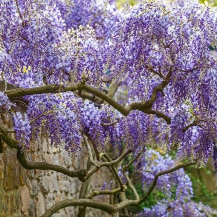 wisteria frusescens Photoroom (1)