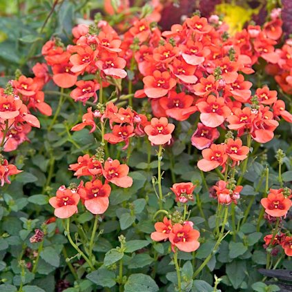 flirtation orange diascia 7c77b0fe 7faec6120a524e6e9209c5b293c3aabb Photoroom