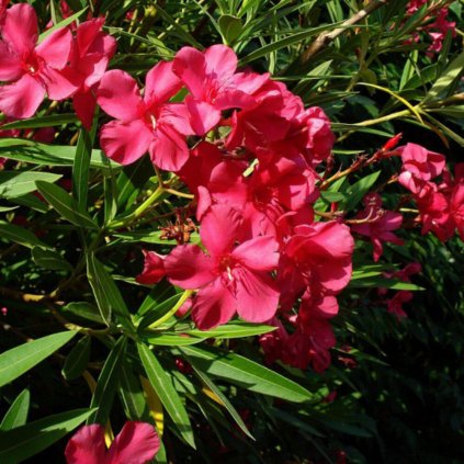 nerium oleander jannoch laurier rose a fleurs rouges rosage simple (1)