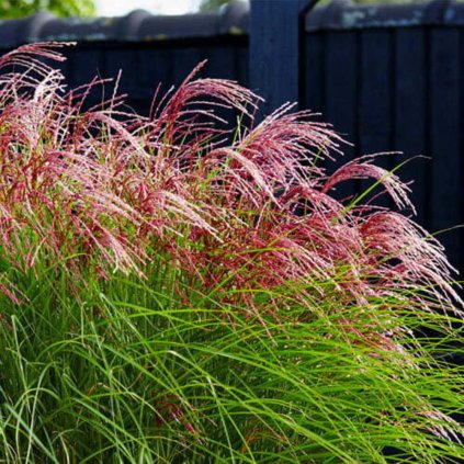 miscanthus sinensis red cloud maiden grass 11 (1)