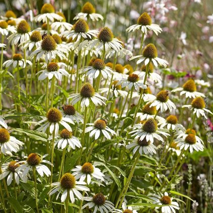 ECHINACEA PURPUROVÁ - WHITE SWAN