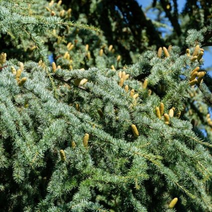 cedrus libani dettaglio 1 (1)