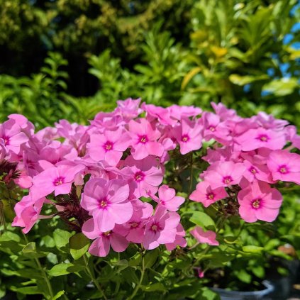 flox pink