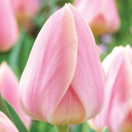 Cibuloviny Tulipan Mystic van Eijk