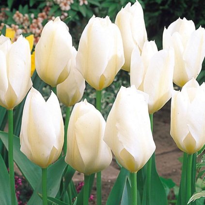 Cibuloviny Tulipan White Prince