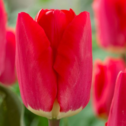 Cibuloviny Tulipan Fostery King