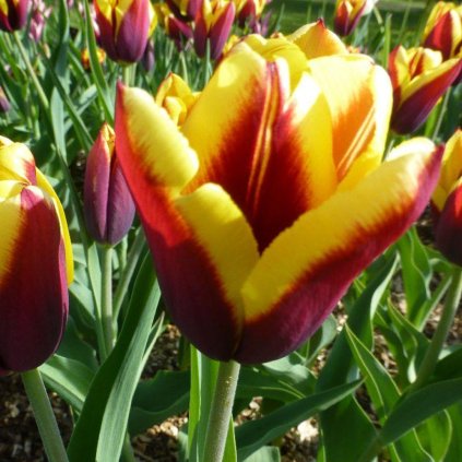 Cibuloviny Tulipan Gavota