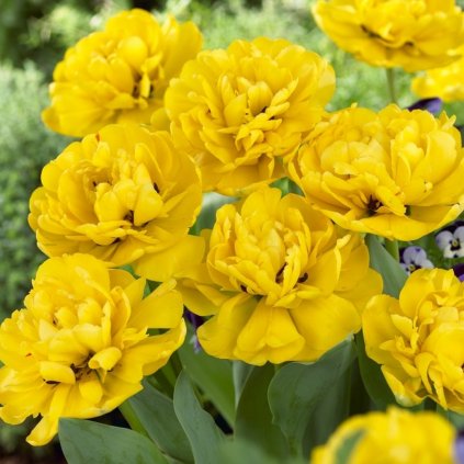 Cibuloviny Tulipan Yellow pomponette