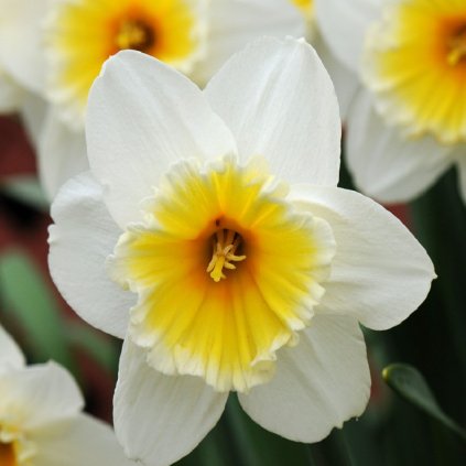 Cibuloviny Narcis Slim Whitman