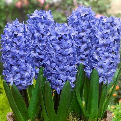 Cibuloviny Hyacint Delft Blue