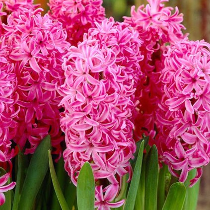 Cibuloviny Hyacint Pink Pearl