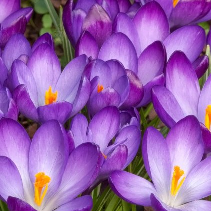 Cibuloviny Crocus Ruby Giant