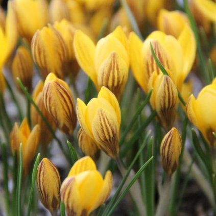 Cibuloviny Crocus Fuscotinctus