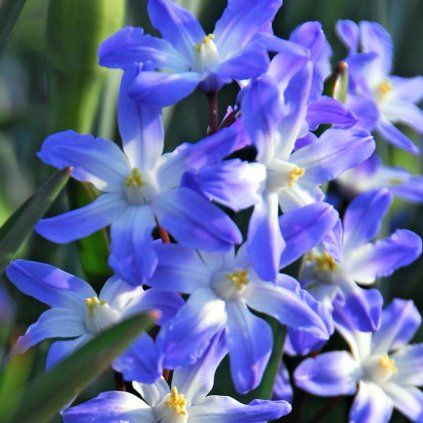 Cibuloviny Chionodoxa Forbesii