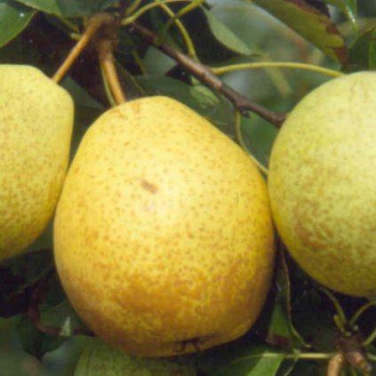 Hruska Walsche Schnapsbirne