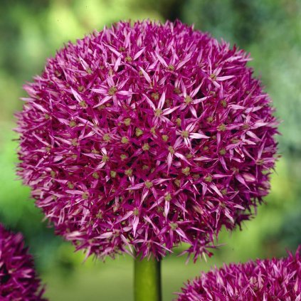 Cibuloviny Allium Beau Regard